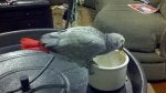 Bird Parrot Beak Serveware Feather