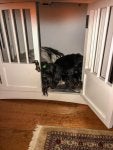 Kodi's sleeping crate.jpg