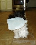 2010 02 22 Kodi & Milk Bottle_0007a.jpg